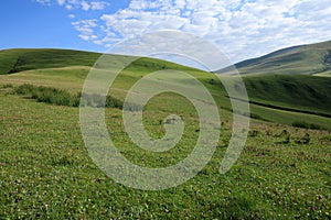 Small flowers and green grass on summer mountains