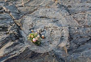 Small flowers growing in harsh rock