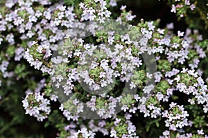 Small flowers of herbaceous thyme plant