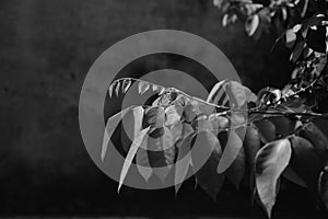 Small flowers and leaves of a newly grown plant against the dark background symbolizing hope and change of seasons