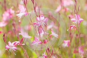 Small flowers of light pink color  Siskiyou Pink Gaura  in the sunlight at summer morning.   Selective focus