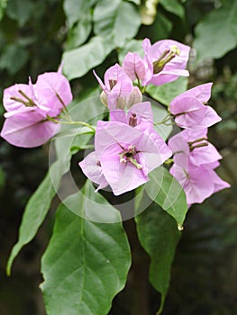 Small flowers with pink petals and large green leaves, shot with a macro shot