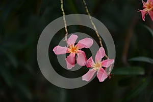 Small flowers pink red orange Beautiful bloom in nature