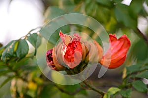 Small flowers pink red orange Beautiful bloom in nature