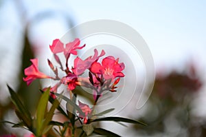 Small flowers pink red orange Beautiful bloom in nature