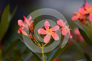 Small flowers pink red orange Beautiful bloom in nature