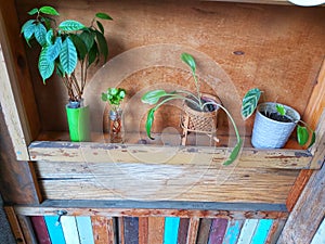 small flowers in pots lined up on the shelf