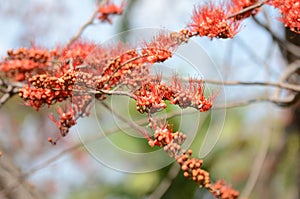 Small flowers red orange Beautiful bloom