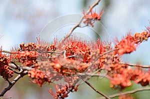 Small flowers red orange Beautiful bloom