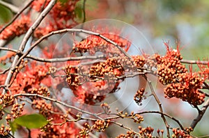 Small flowers red orange Beautiful bloom