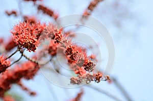 Small flowers red orange Beautiful bloom