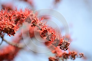 Small flowers red orange Beautiful bloom