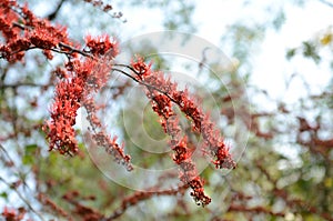 Small flowers red orange Beautiful bloom