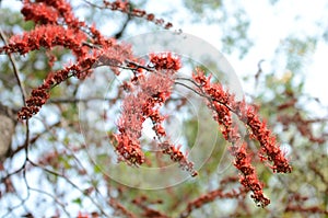 Small flowers red orange Beautiful bloom