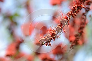 Small flowers red orange Beautiful bloom