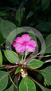 Small flowers in sri lanka