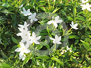 small flowers that survive in the midst of aridity and extreme weather photo