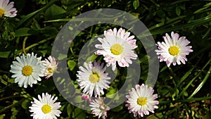 Small flowers sway from the wind.Close-up of flowers.Top view.