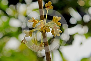 Small flowers of sweet osmanthus, Osmanthus fragrans