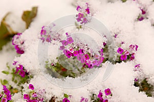 Small flowers under the fresh snow