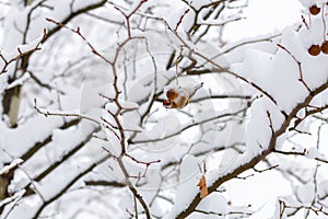 A small fluffy bird sits on a snow-covered branch in the forest in winter