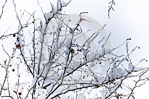 A small fluffy bird sits on a snow-covered branch in the forest in winter