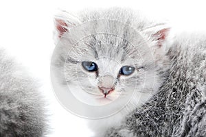 Small fluffy blue-eyed adorable grey kitten looking straight to the camera while posing in white studio for photoset