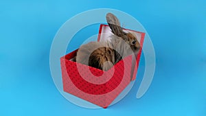 Small fluffy brown rabbit get out from present box