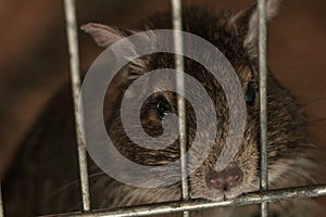 Small fluffy brown rat pet in cage