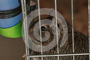 Small fluffy brown rat pet in cage