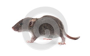 Small fluffy brown rat on white background
