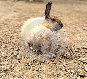 a small fluffy bunny is sitting on the ground near a brick