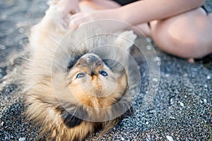 Dog of Pomeranian breed with golden hair and brown eyes lies on beach and plays with hands of unknown boy under sun