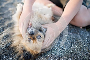 Dog of Pomeranian breed with golden hair and brown eyes lies on beach and plays with hands of unknown boy under sun