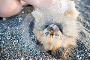 Dog of Pomeranian breed with golden hair and brown eyes lies on beach and plays with hands of unknown boy under sun