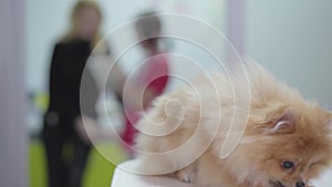 Small fluffy dog pomeranian spitz in veterinary clinic close up. Two blurred figures of talking women in the background