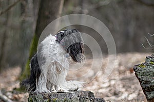 Small fluffy dog sitting on a log