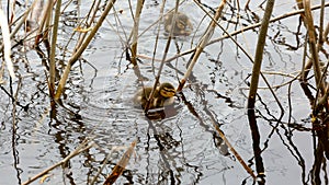 small fluffy duckling of a wild duck swims in a thicket on the water