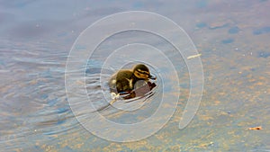 small fluffy duckling of a wild duck swims in a thicket on the water