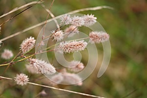 Small fluffy grass buds on green grass background