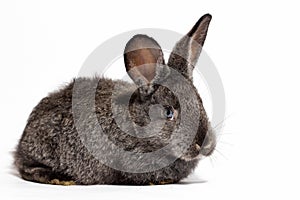 Small fluffy grey rabbit isolated on white background, Easter Bunny. Hare for Easter close-up on a white background