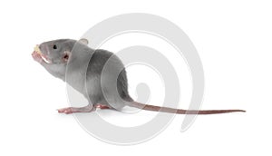 Small fluffy grey rat eating cheese on white background