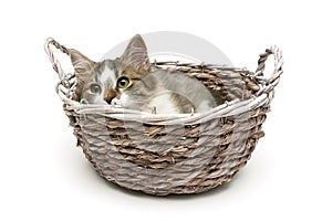 Small fluffy kitten lies in a basket on a white background