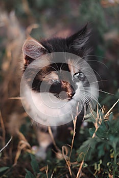 Small fluffy kitten tricolor. The kitten walks in nature, sits in the grass and poses. Home young three-colored cat. Charming