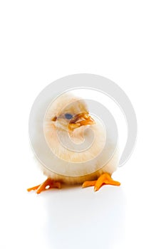 Small and fluffy newborn chick, isolated on white