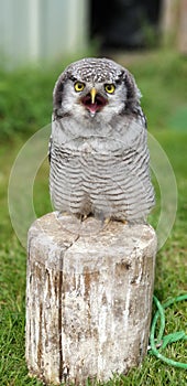 Screeching Tiny Owl