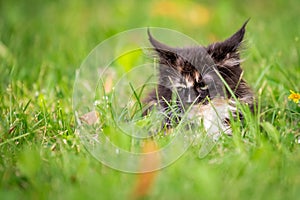 Small fluffy playful gray tabby Maine Coon kitten walks on green grass