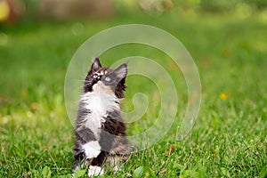 Small fluffy playful gray tabby Maine Coon kitten walks on green grass