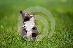 Small fluffy playful gray tabby Maine Coon kitten walks on green grass