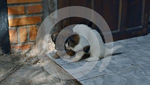 Small Fluffy Puppies Gambol on Stone Floor Steps